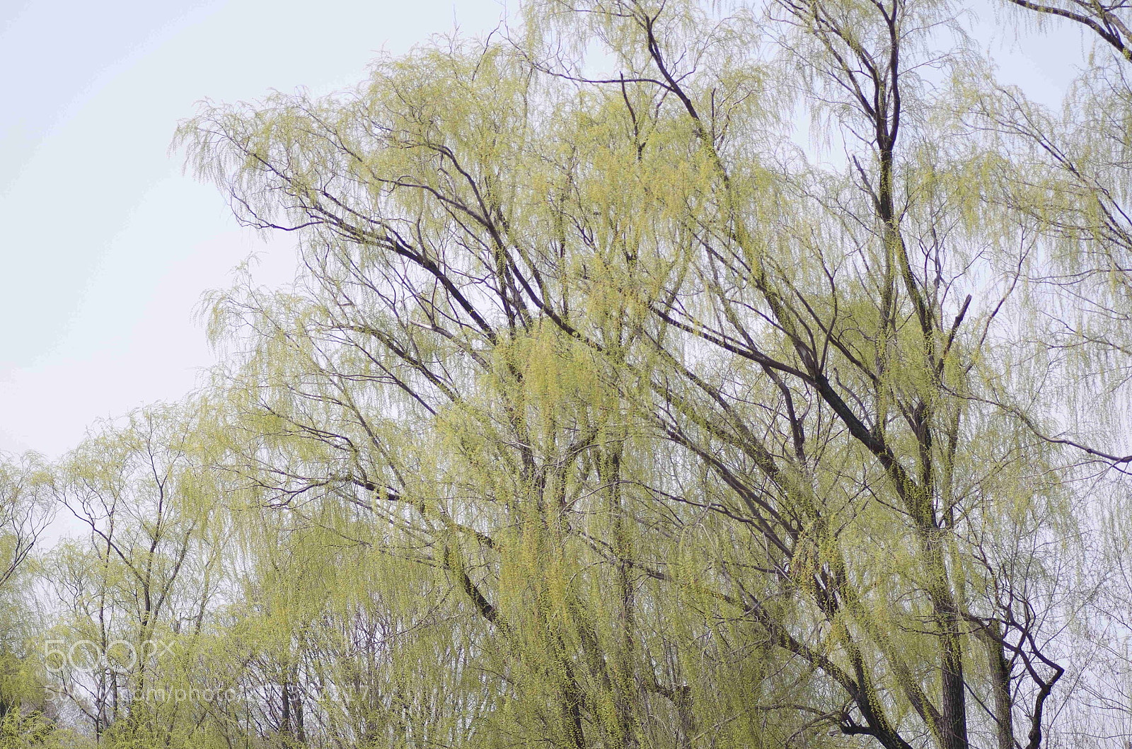 Pentax K-30 sample photo. Young leaves photography