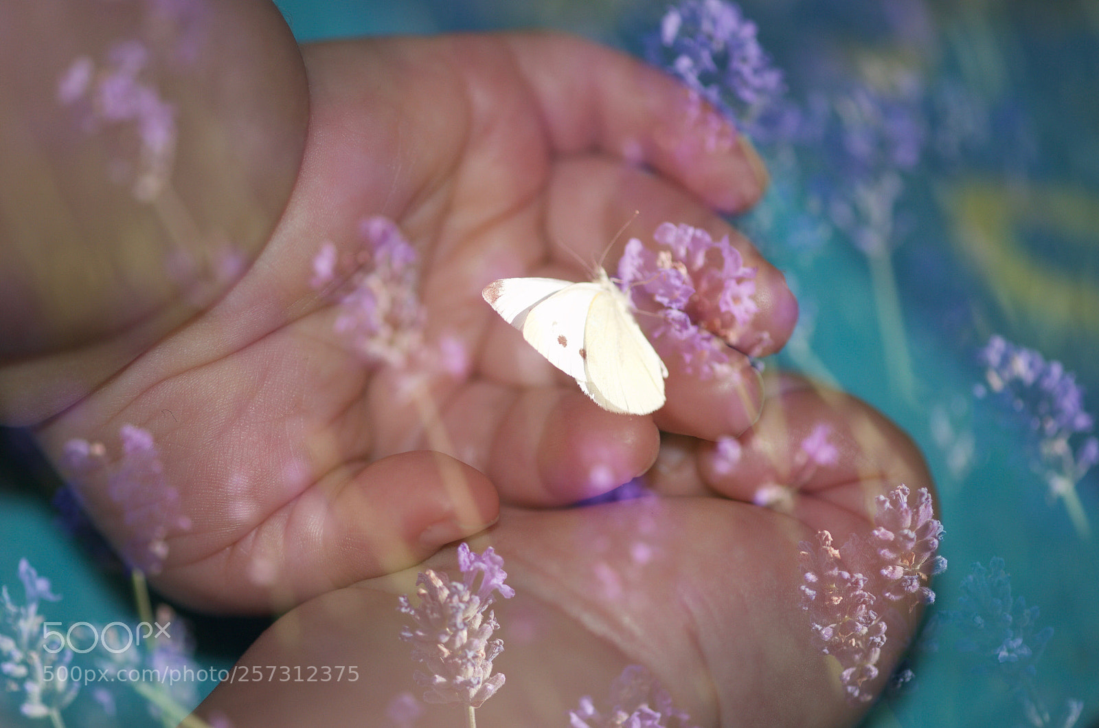 Nikon D7000 sample photo. Untitled photography