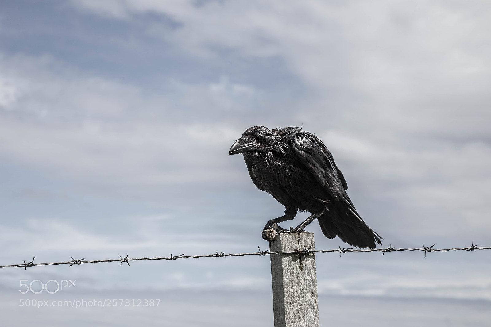 Canon EOS 6D sample photo. The crow photography