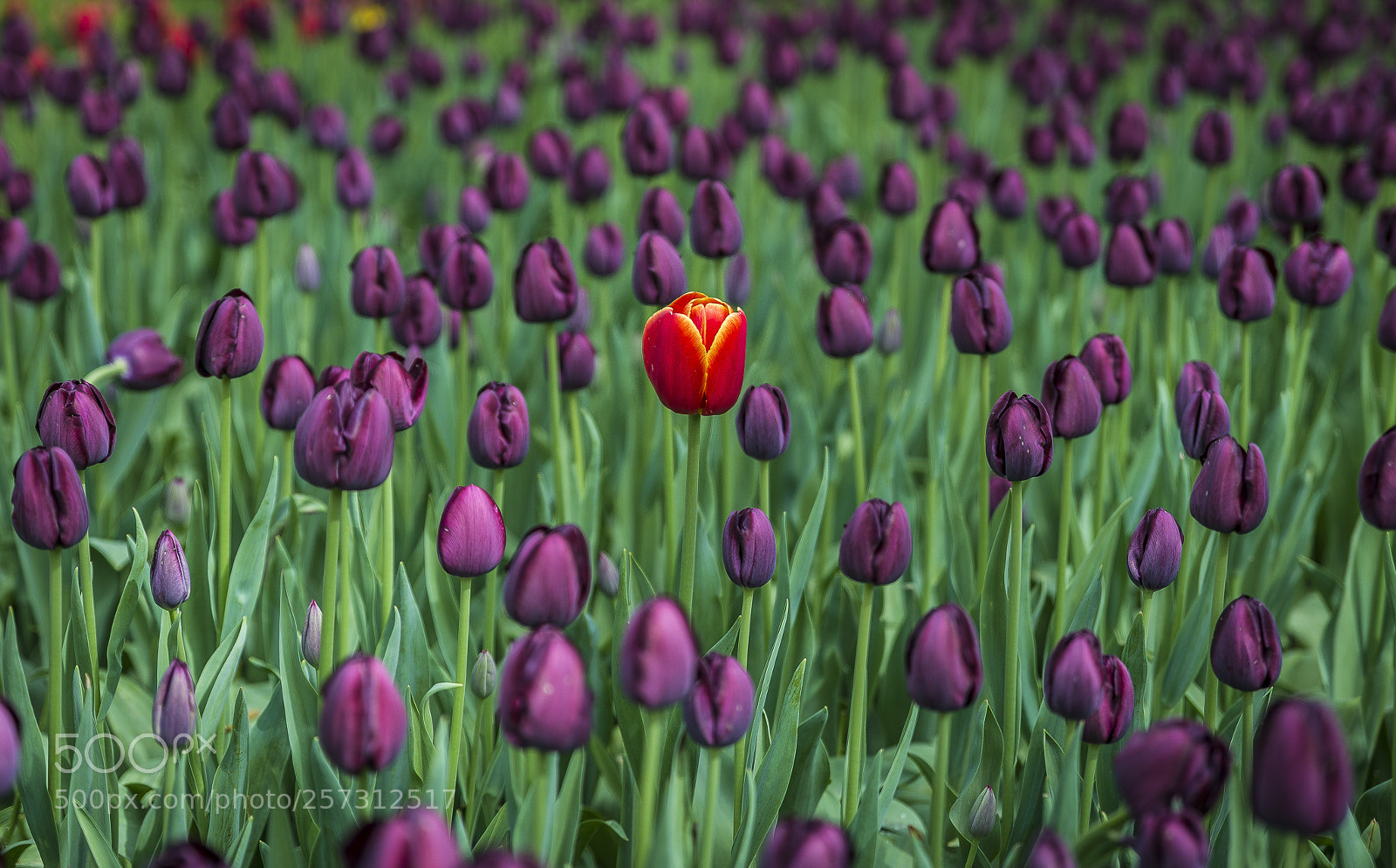 Nikon D610 sample photo. Be different! photography