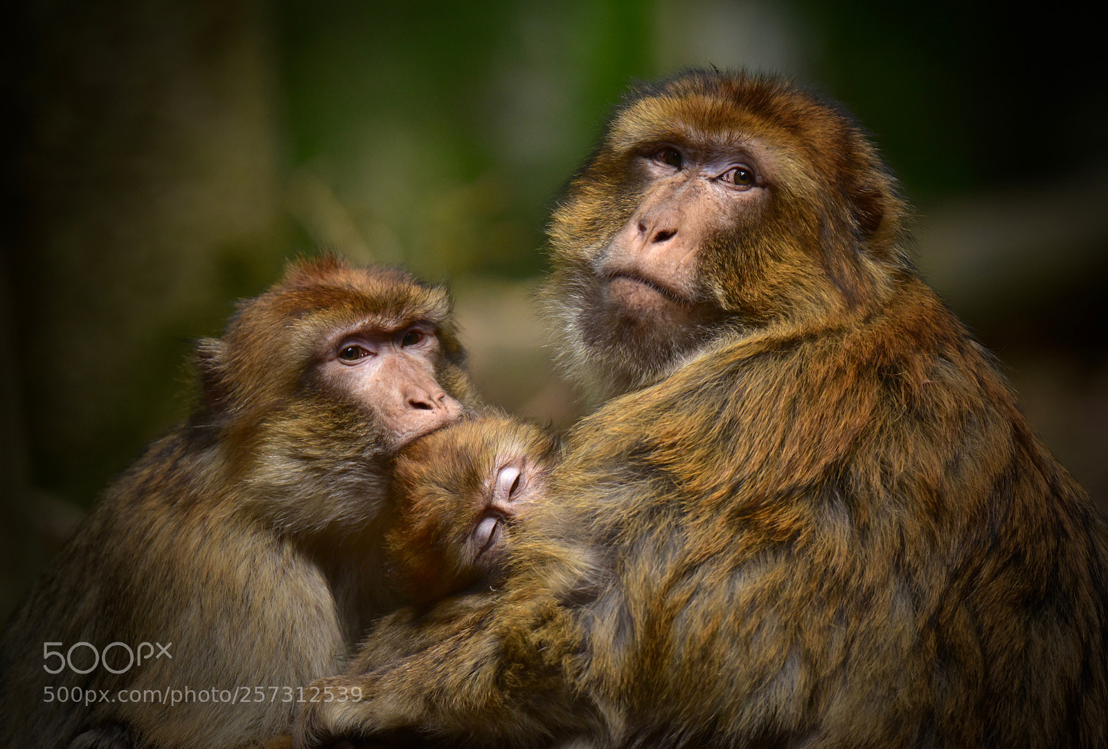 Nikon D750 sample photo. Monkey family photography