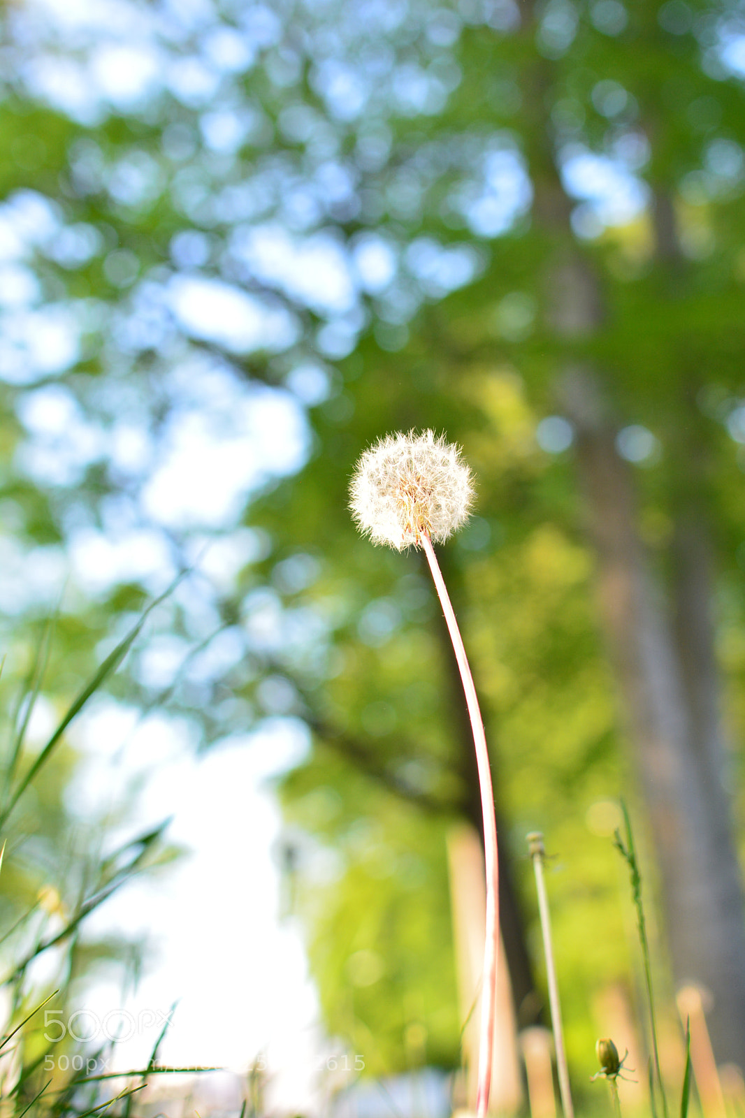 Nikon D5200 + Nikon AF-S DX Nikkor 35mm F1.8G sample photo. Pusteblume photography