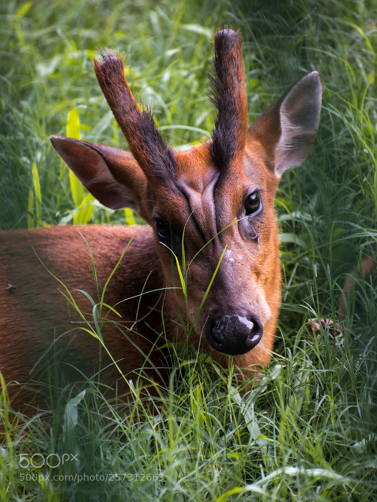 Nikon D5500 sample photo. Barking deer photography