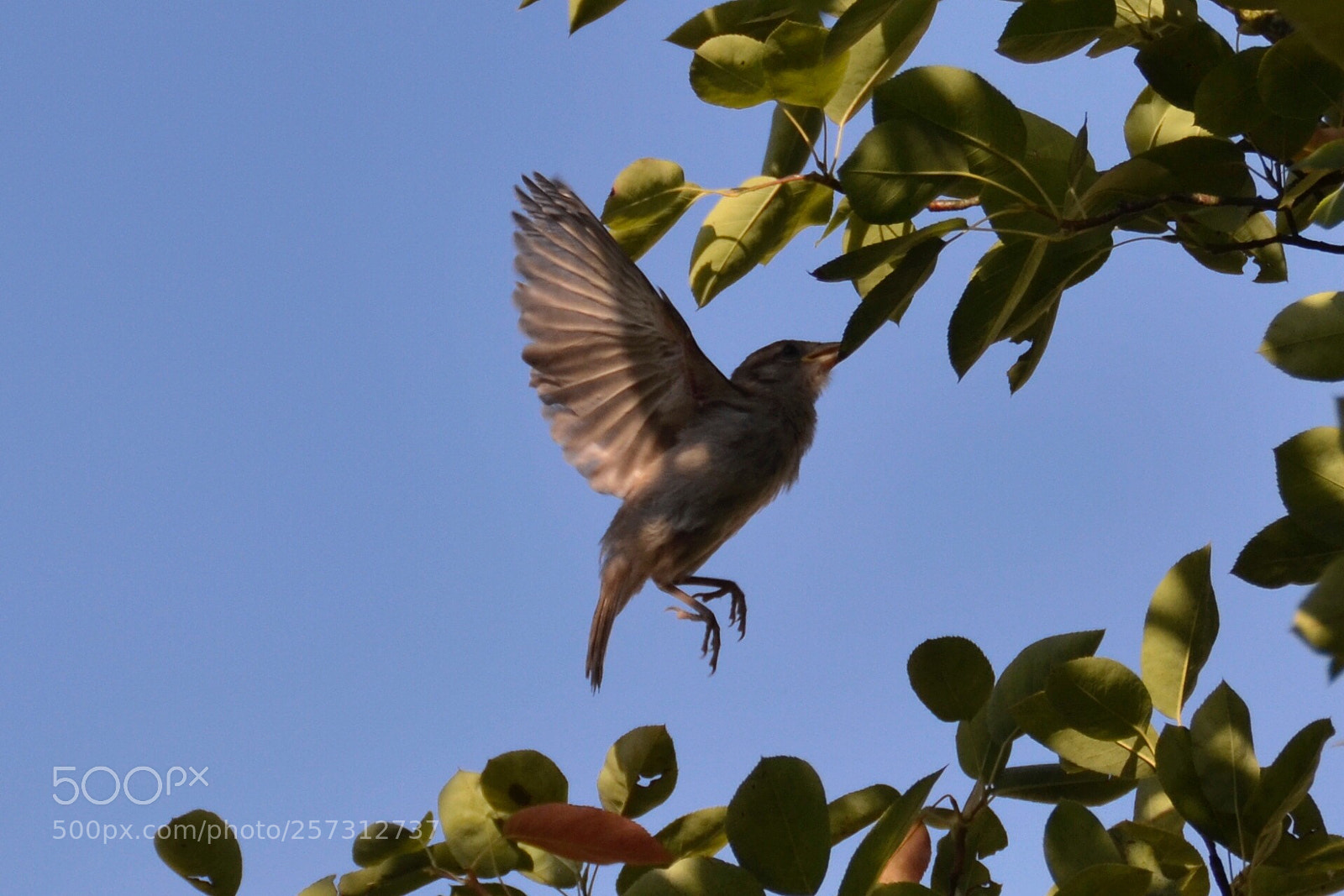 Nikon D7000 sample photo. Untitled photography