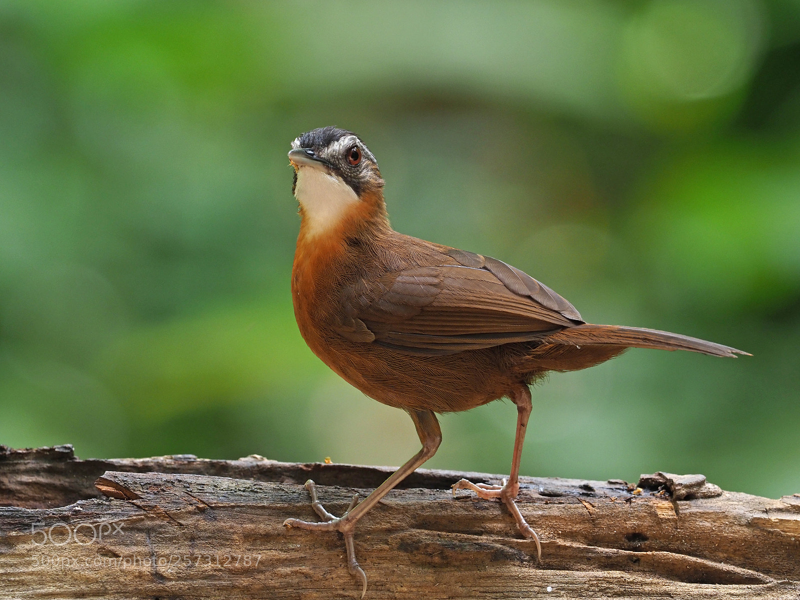 Olympus OM-D E-M1 Mark II sample photo. Black-capped babbler photography