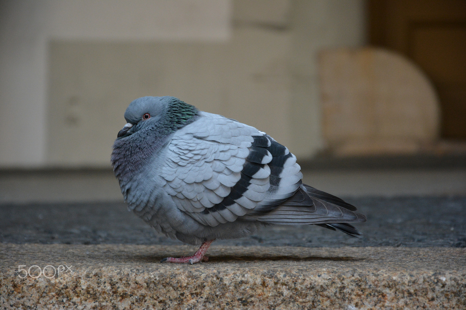 Nikon D5200 sample photo. Pigeon photography