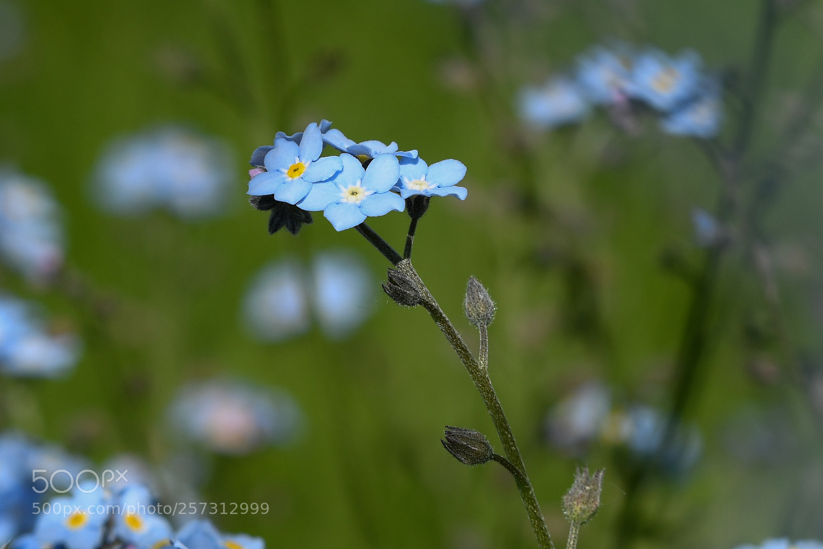 Nikon D7500 sample photo. Dsc_0517-2.jpg photography