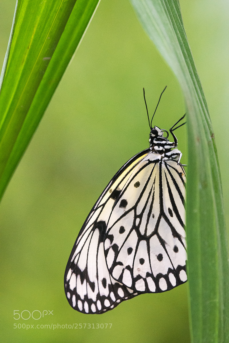 Nikon D7200 sample photo. Large tree nymph photography