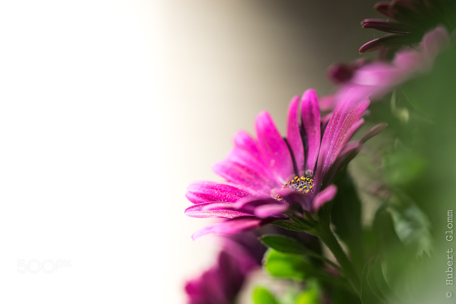 Sony a7 II sample photo. Flower garden - bornholmer photography