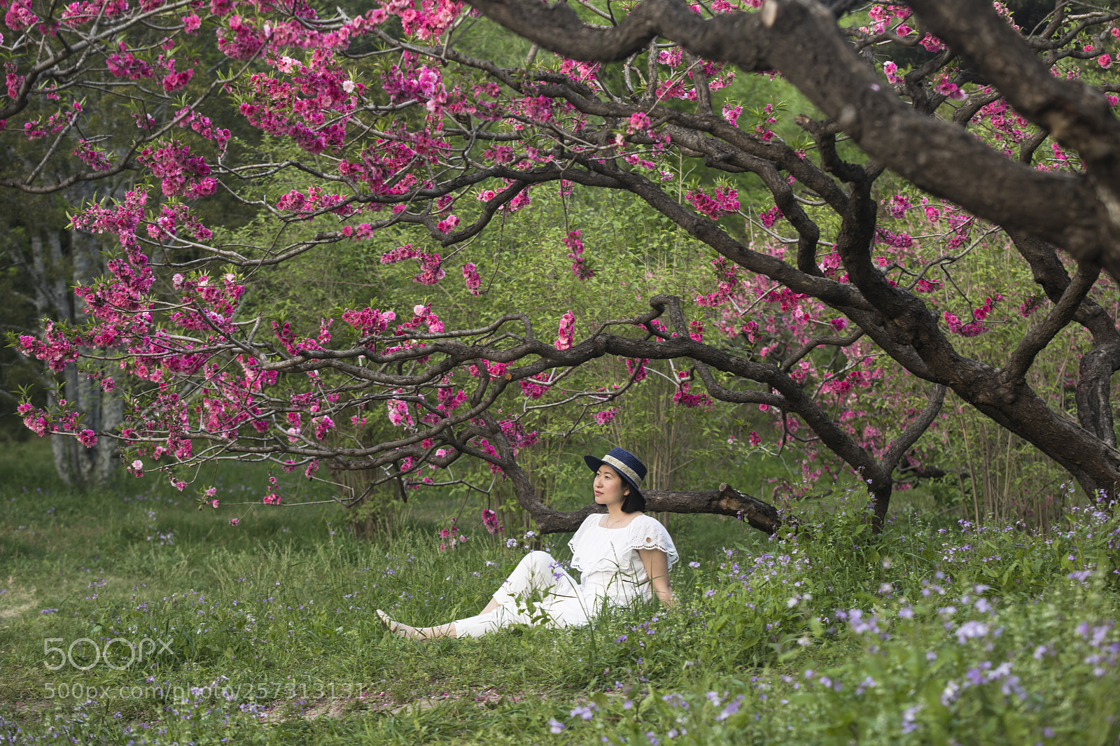 Canon EOS 5D Mark IV sample photo. 春花浪漫 photography