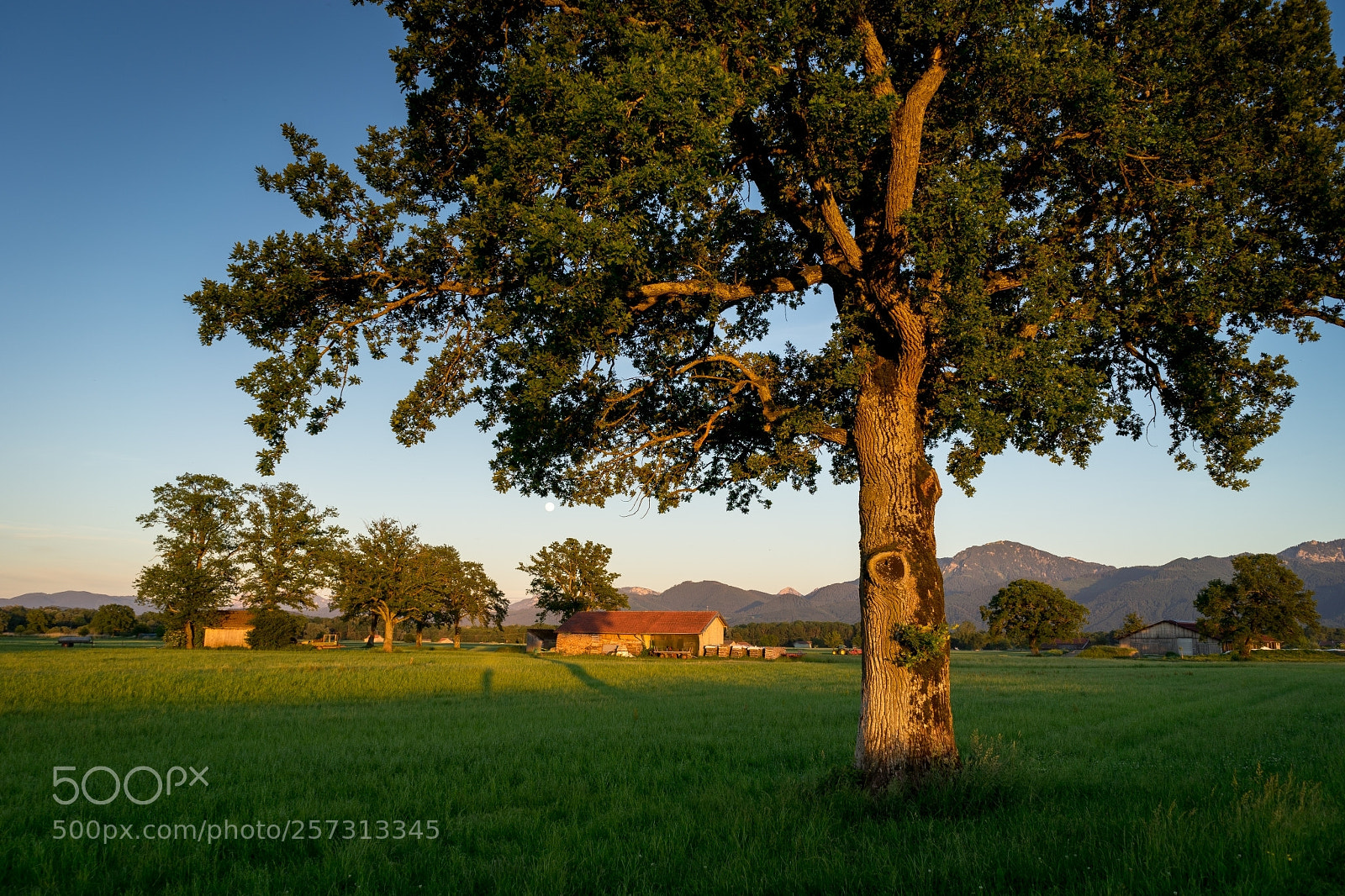 Sony a7 II sample photo. Lachsgang sunset stroll photography