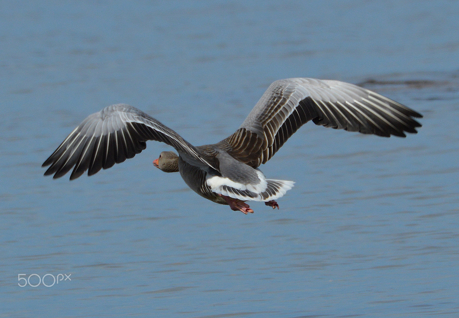 Nikon AF-S Nikkor 200-500mm F5.6E ED VR sample photo. Grågås photography