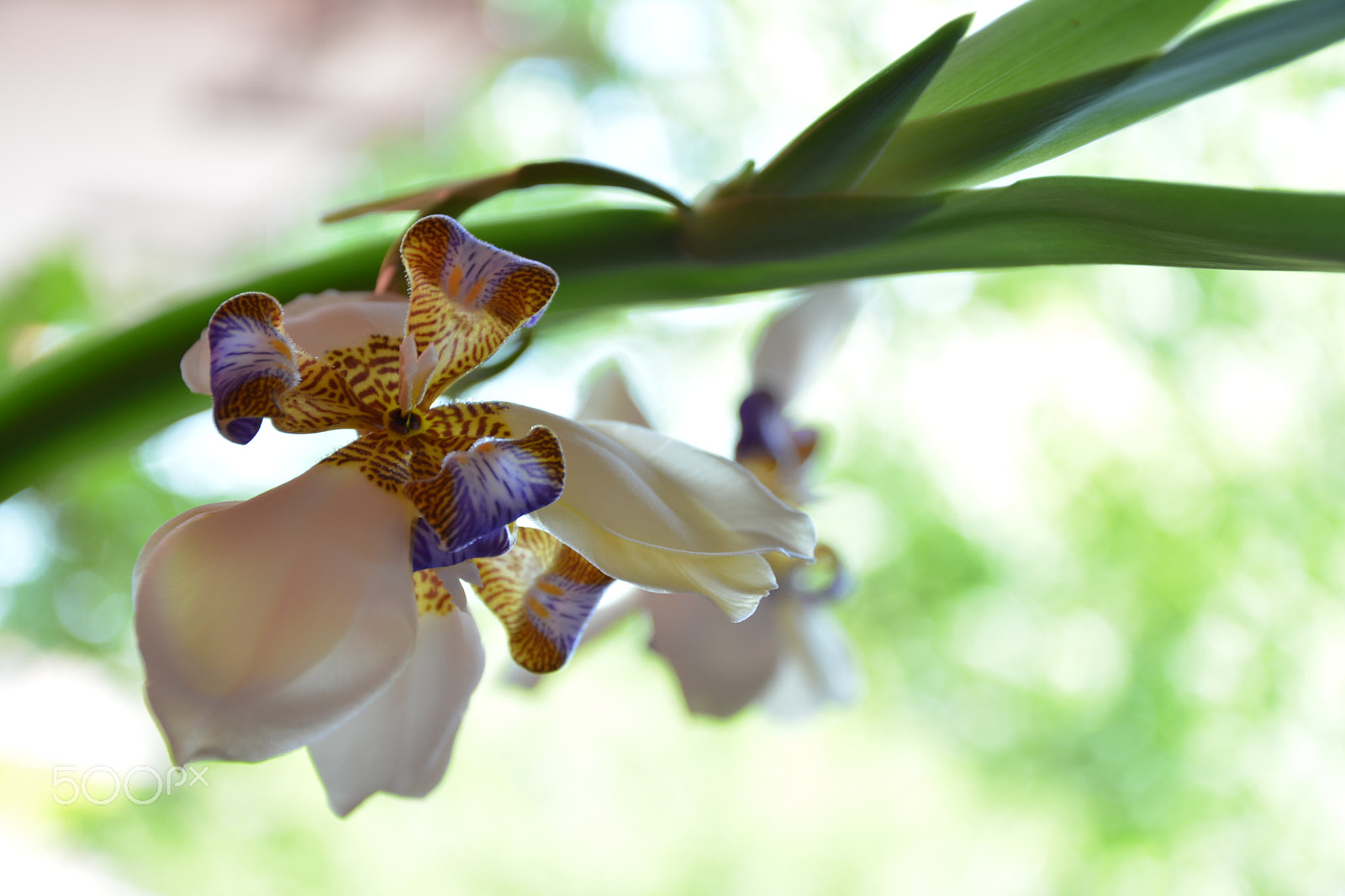 Nikon D5200 sample photo. Flowers photography