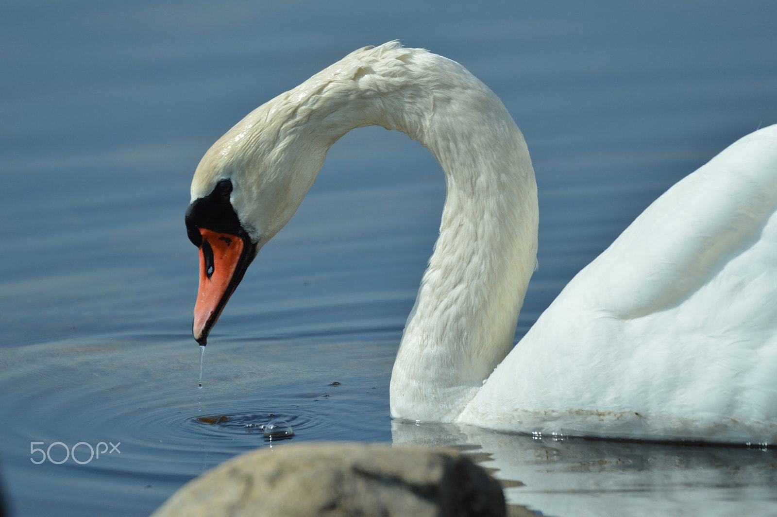 Nikon AF-S Nikkor 200-500mm F5.6E ED VR sample photo. Svan photography