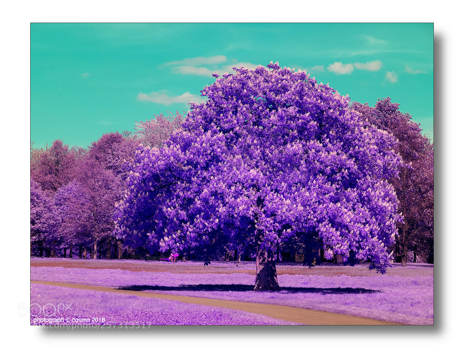 Panasonic Lumix DMC-GX8 sample photo. Under the hypercolor chestnut photography