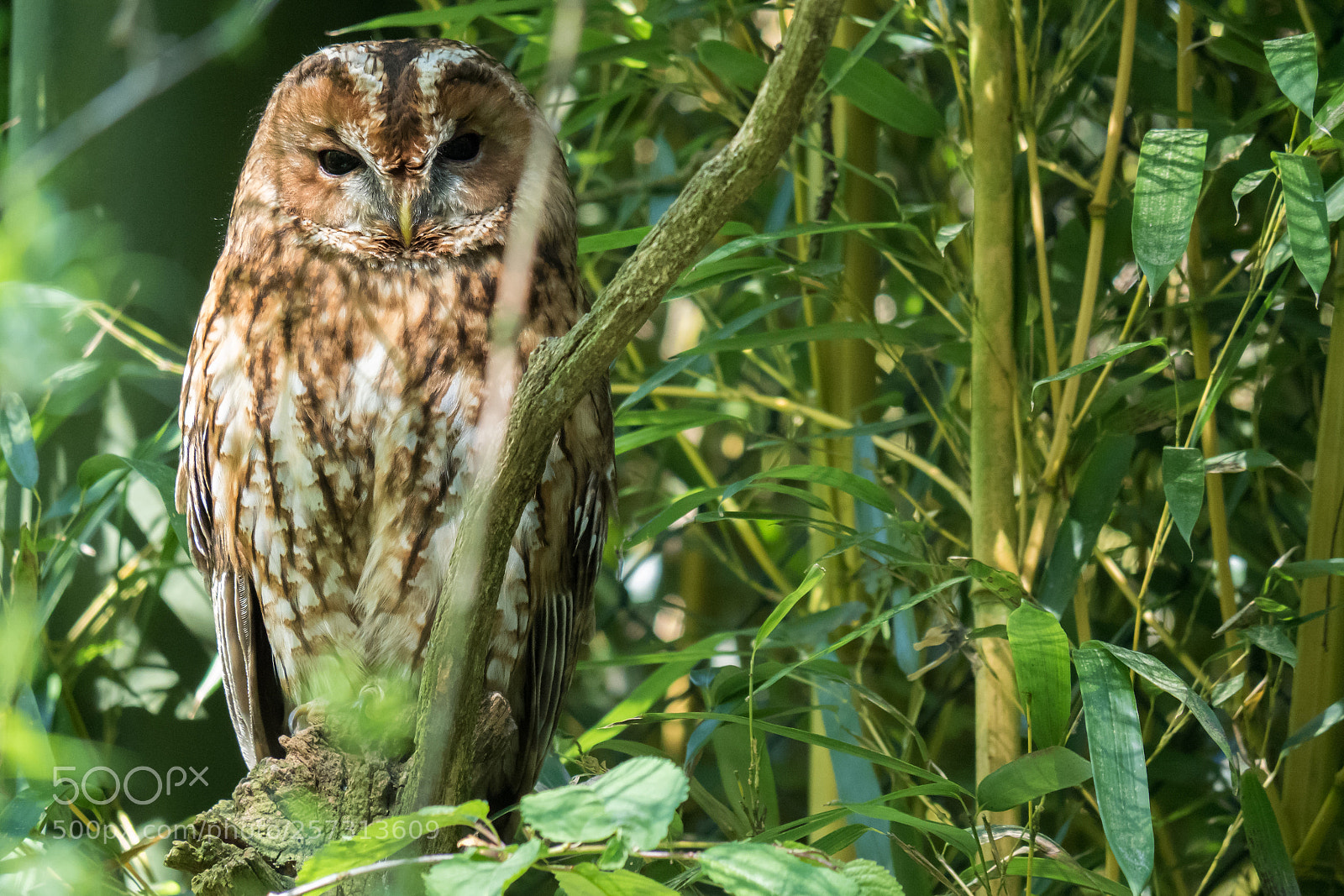 Olympus OM-D E-M5 II sample photo. Brown owl photography