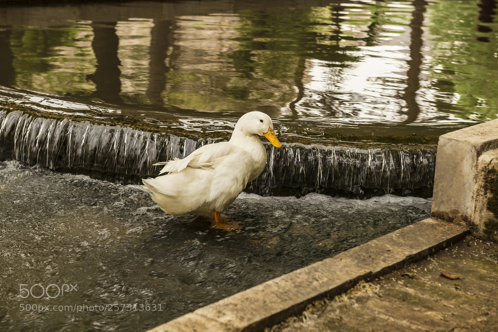 Nikon D610 sample photo. White duck photography