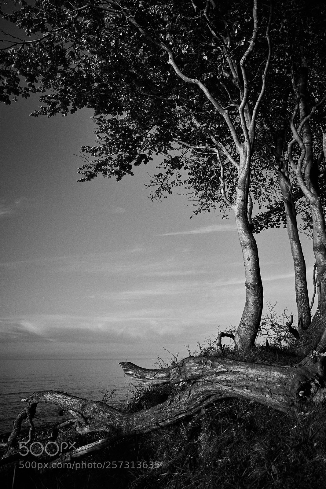 Sony a7R II sample photo. Trees photography