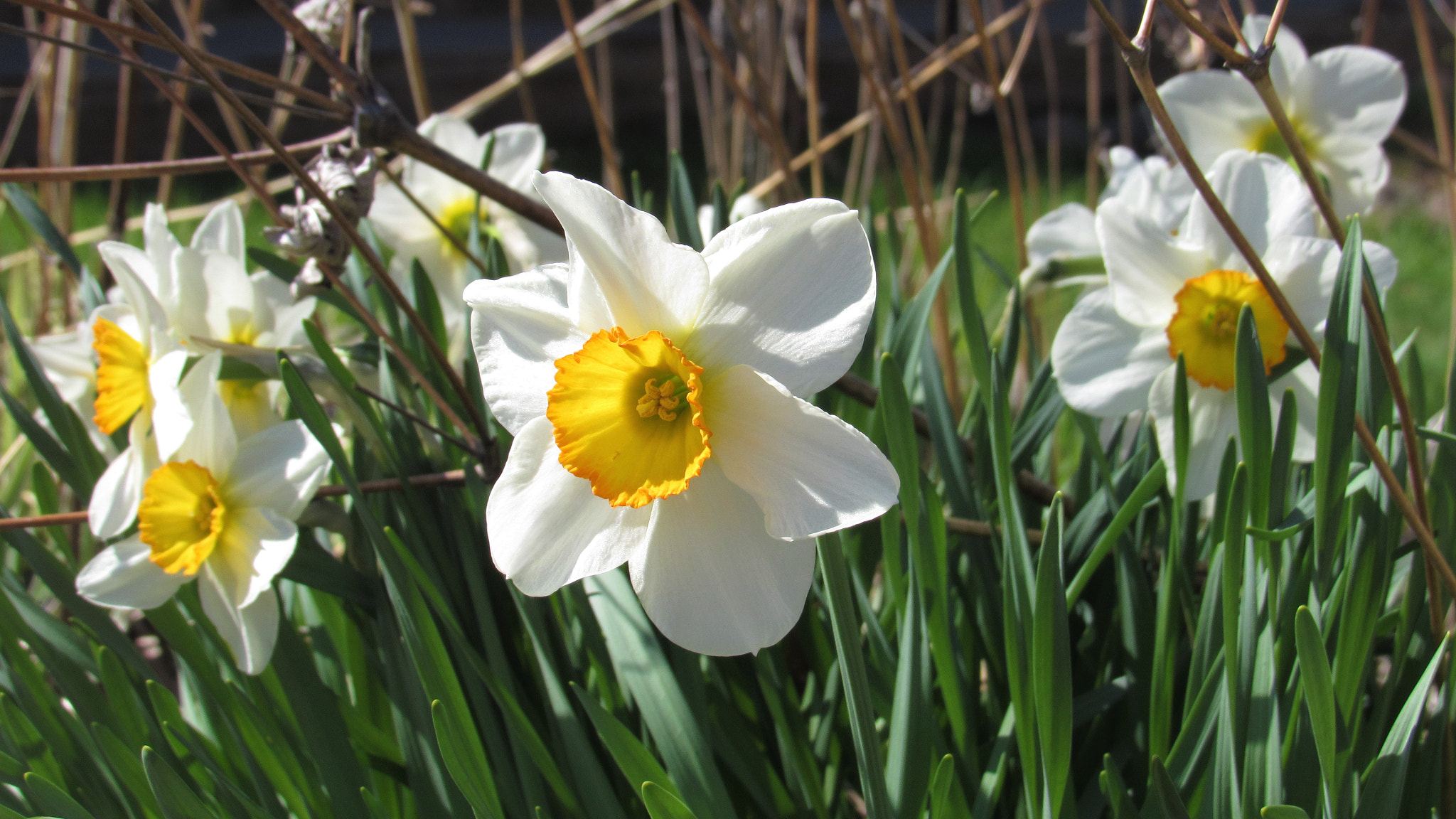 Canon PowerShot SX520 HS sample photo. Spring flowers photography