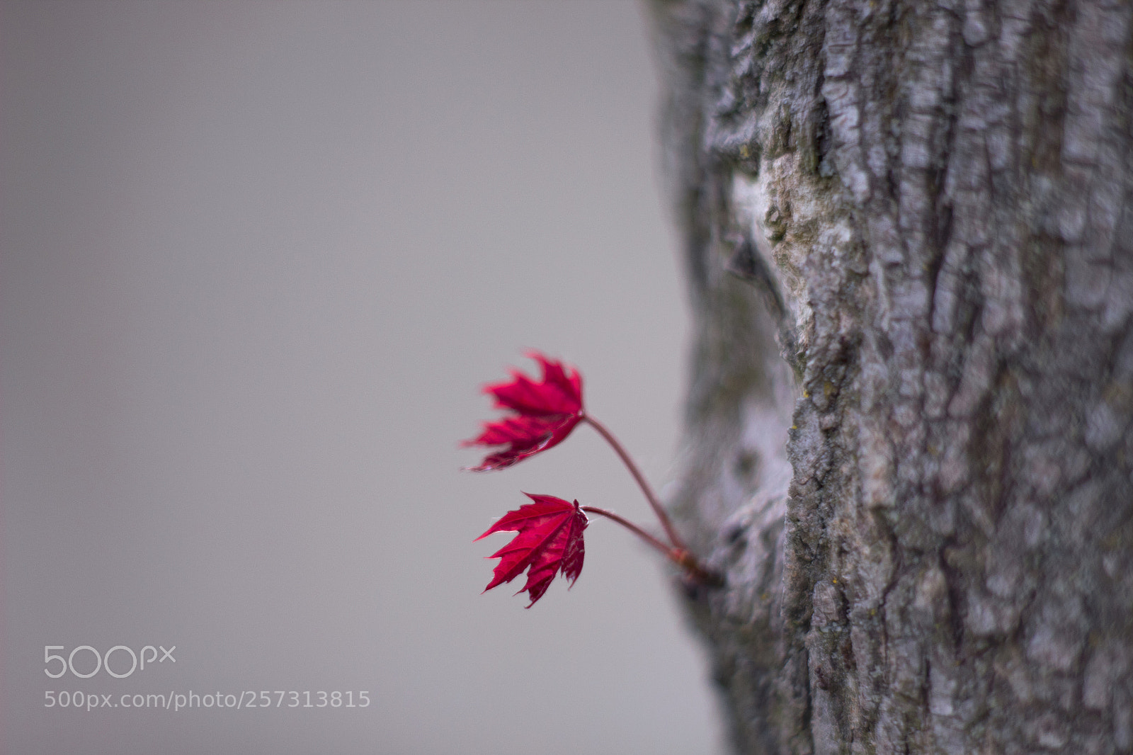 Canon EOS 1300D (EOS Rebel T6 / EOS Kiss X80) sample photo. Red leaf photography