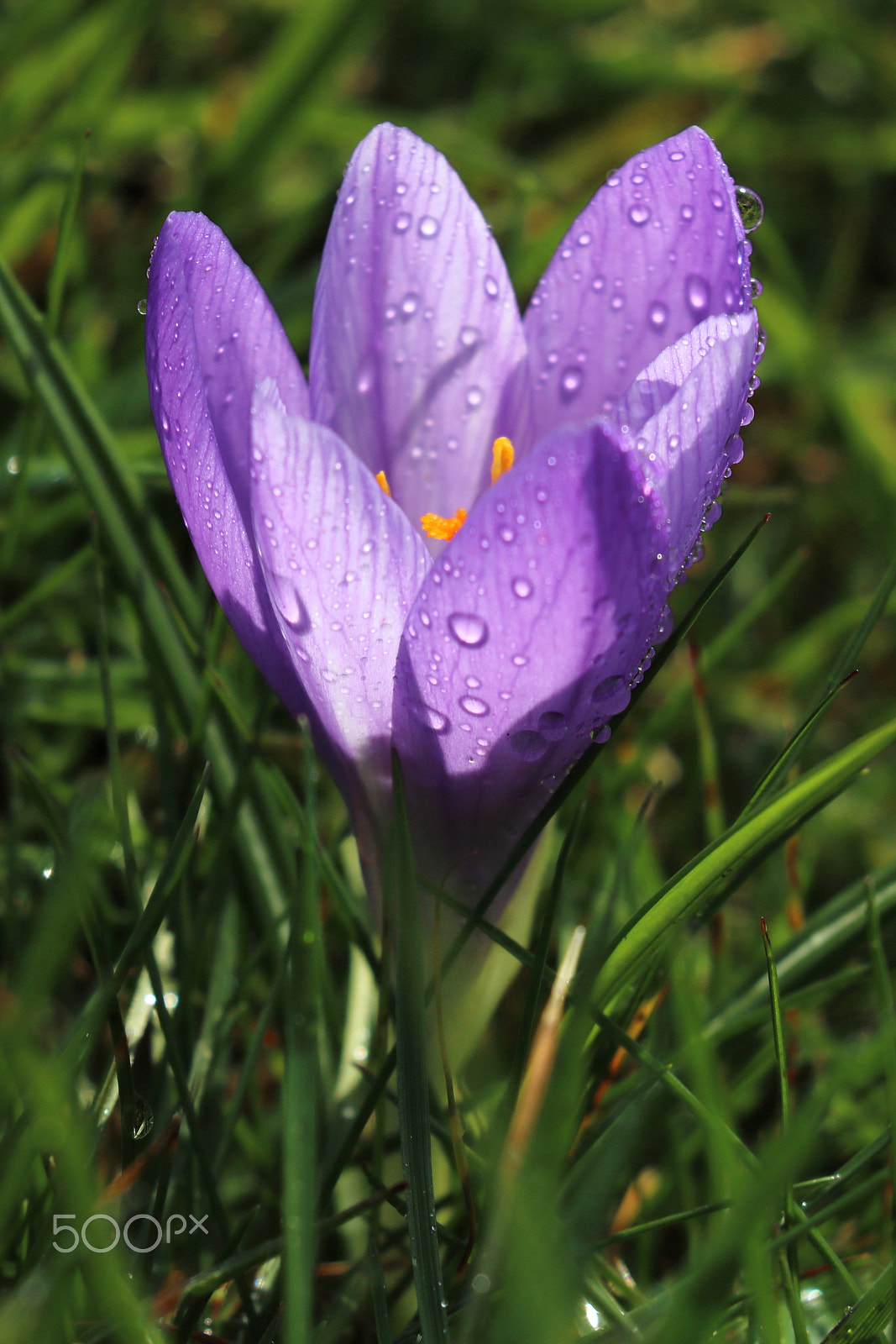 Canon EOS 750D (EOS Rebel T6i / EOS Kiss X8i) sample photo. Spring crocus photography