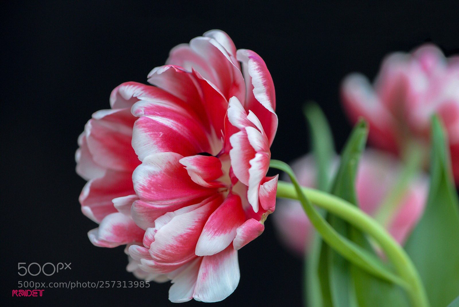 Nikon D610 sample photo. Lipsticks of the garden photography