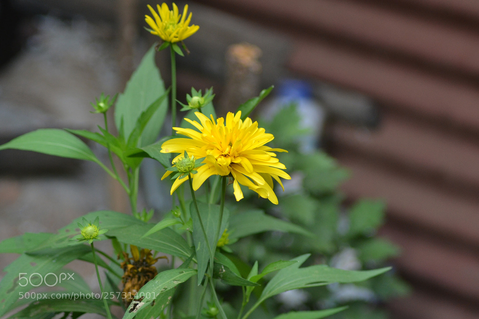 Nikon D3100 sample photo. Csc photography