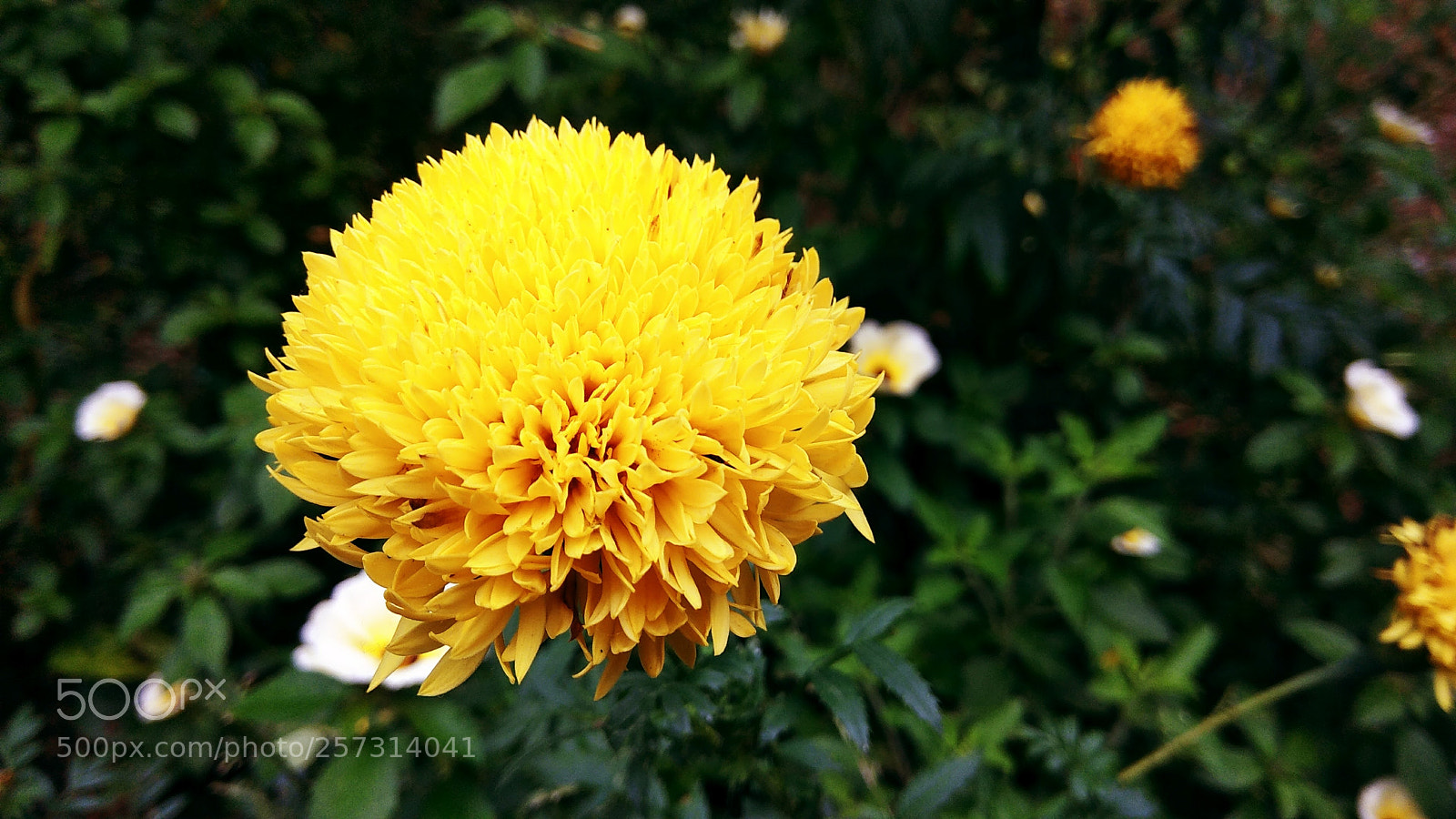 Xiaomi Redmi Note 4 sample photo. Img_20171020_084440.jpg photography