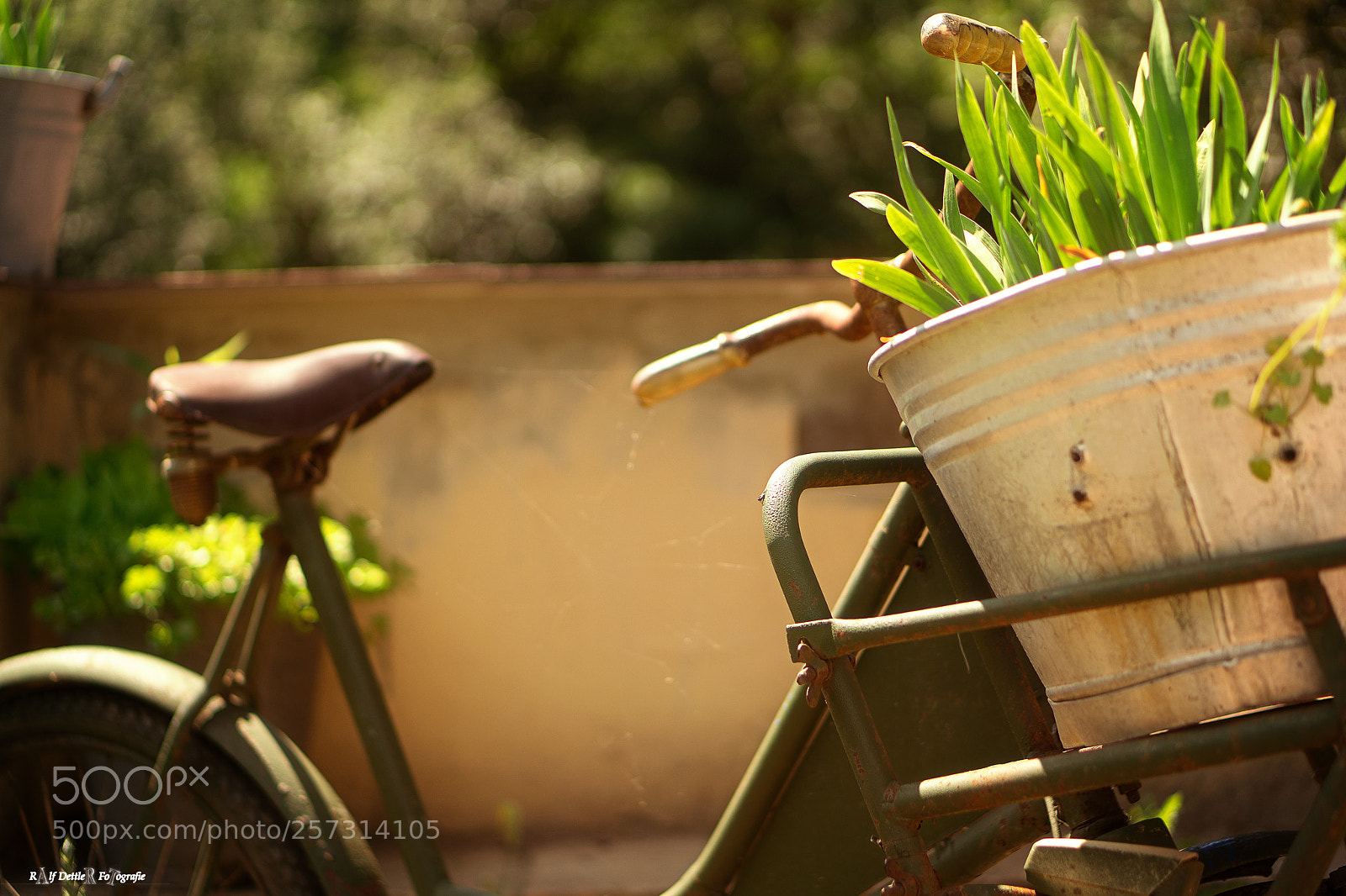 Sony a7 II sample photo. Bicycle and flowers photography