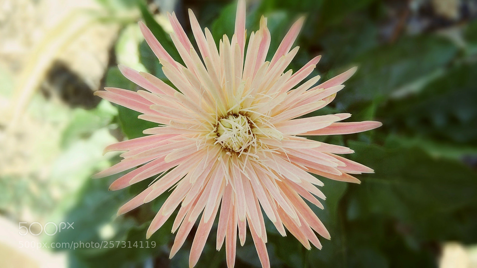 Xiaomi Redmi Note 4 sample photo. Picsart photography