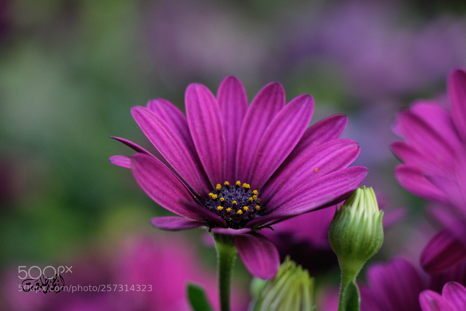 Canon EOS 700D (EOS Rebel T5i / EOS Kiss X7i) sample photo. Garden photography