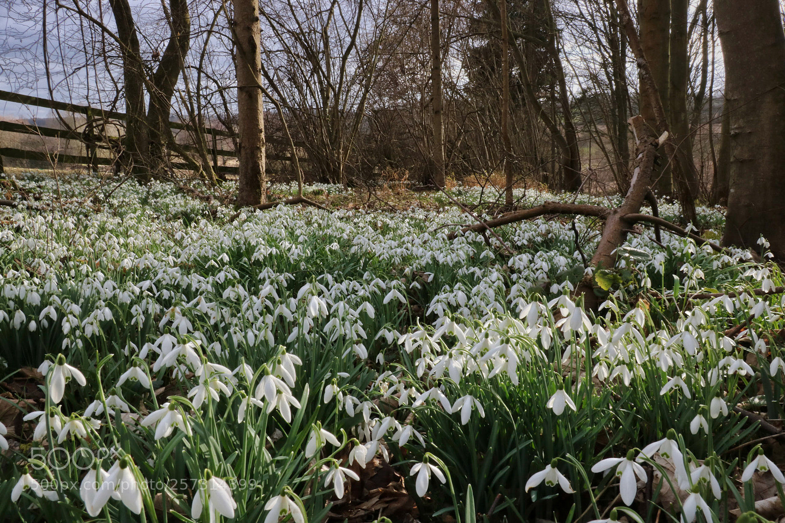 Canon EOS 750D (EOS Rebel T6i / EOS Kiss X8i) sample photo. Snowdrops photography