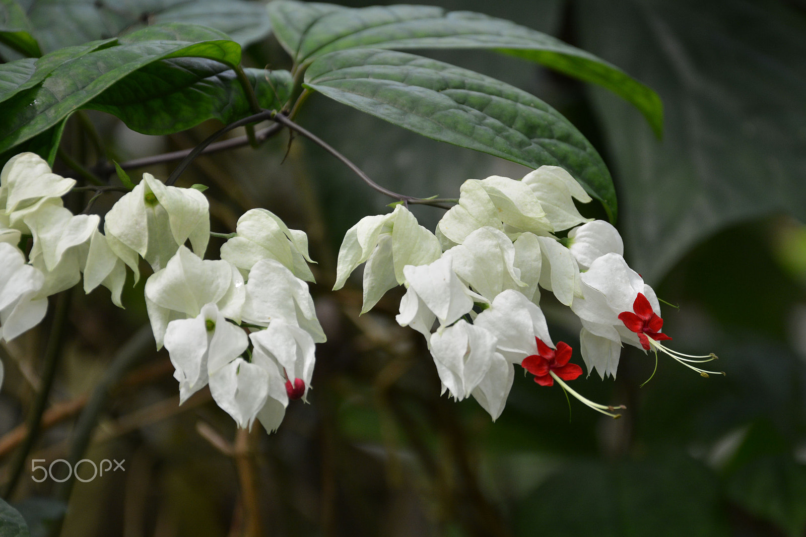 Nikon D5200 sample photo. Flowers in the botanic garden photography