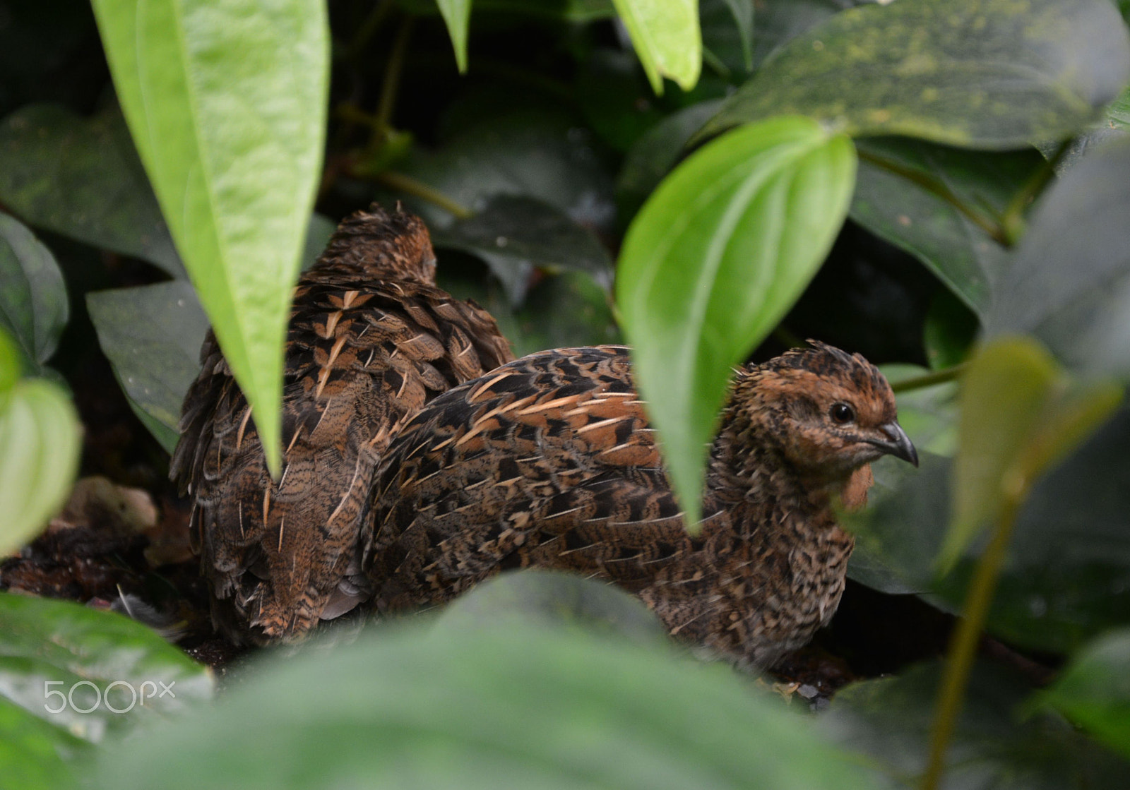 Nikon D5200 sample photo. Two quails photography