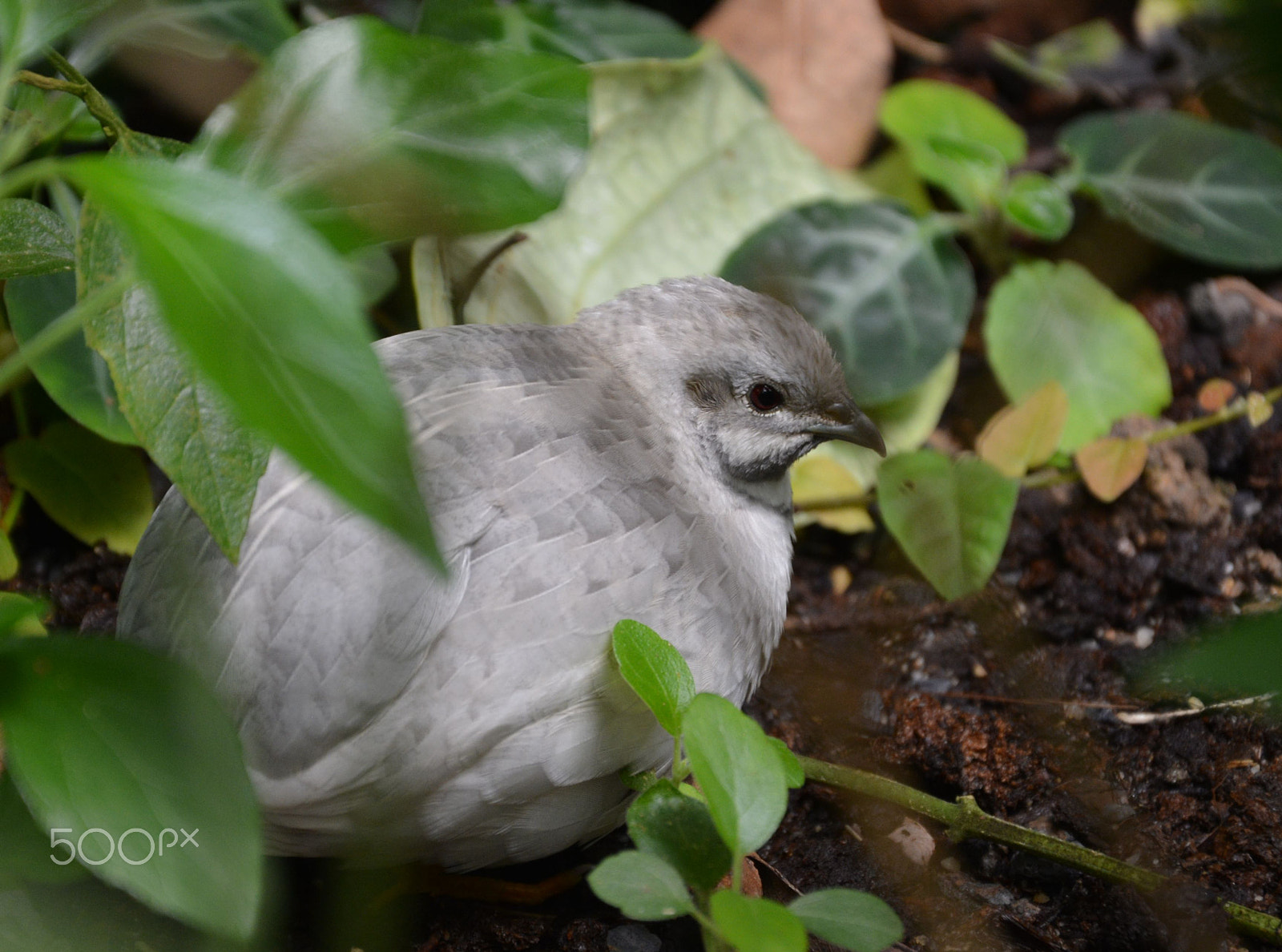 Nikon D5200 sample photo. One quail photography