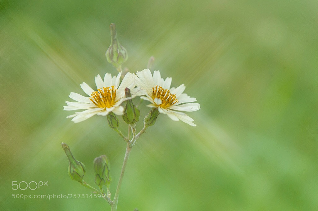 Nikon D300S sample photo. Wildflower  photography