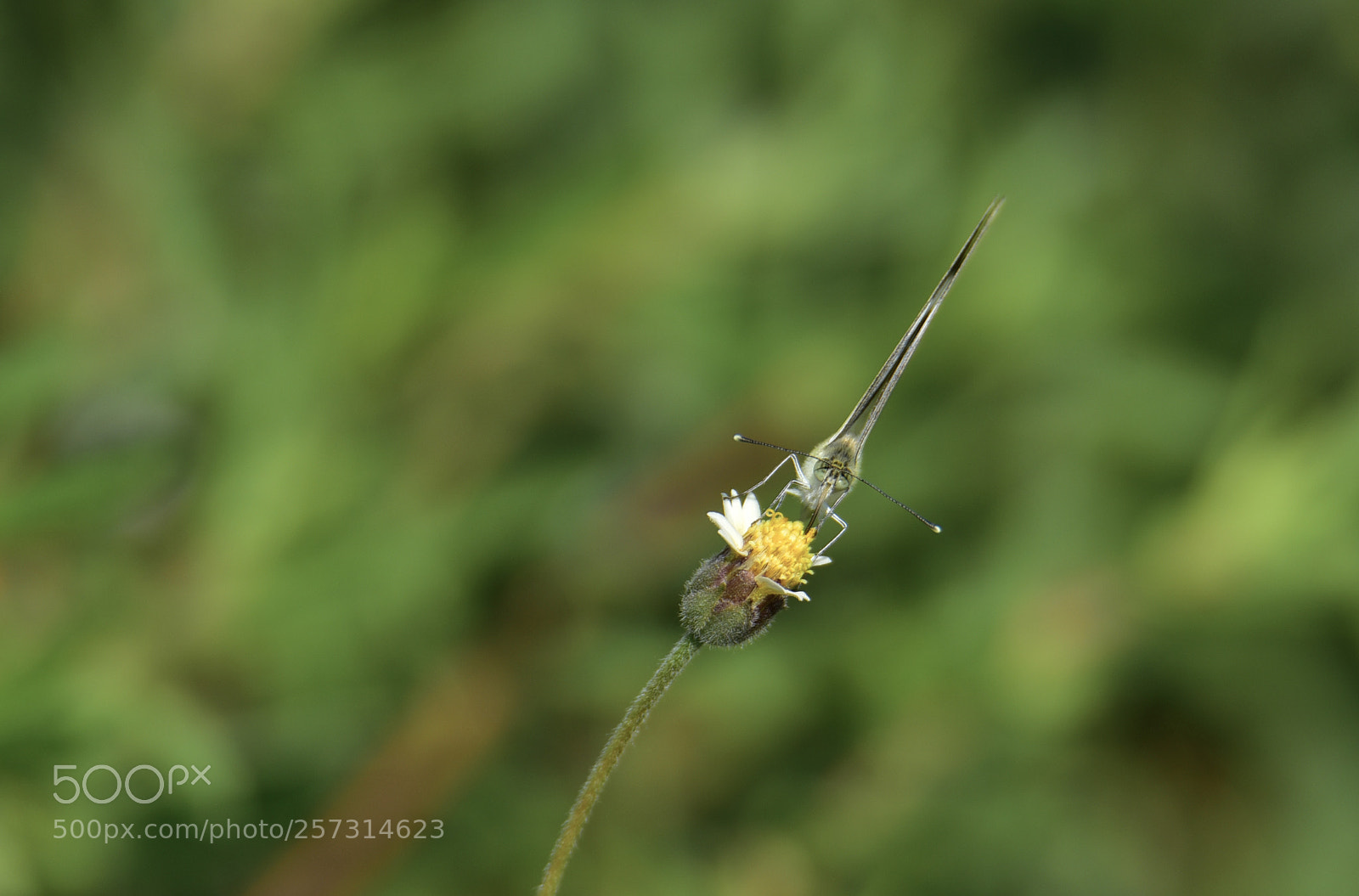 Nikon D750 sample photo. A butterfly on ...slanting photography