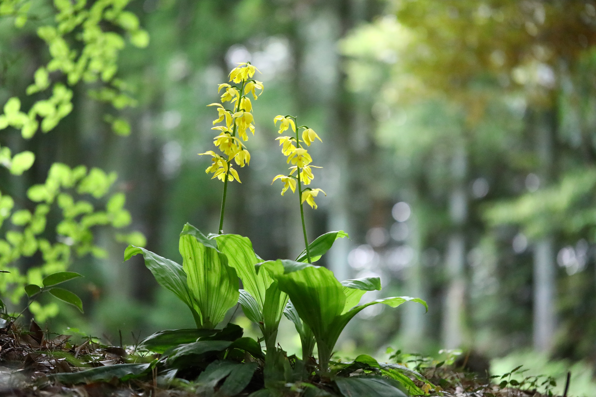 Canon EF 100mm F2.8L Macro IS USM sample photo. Iua photography