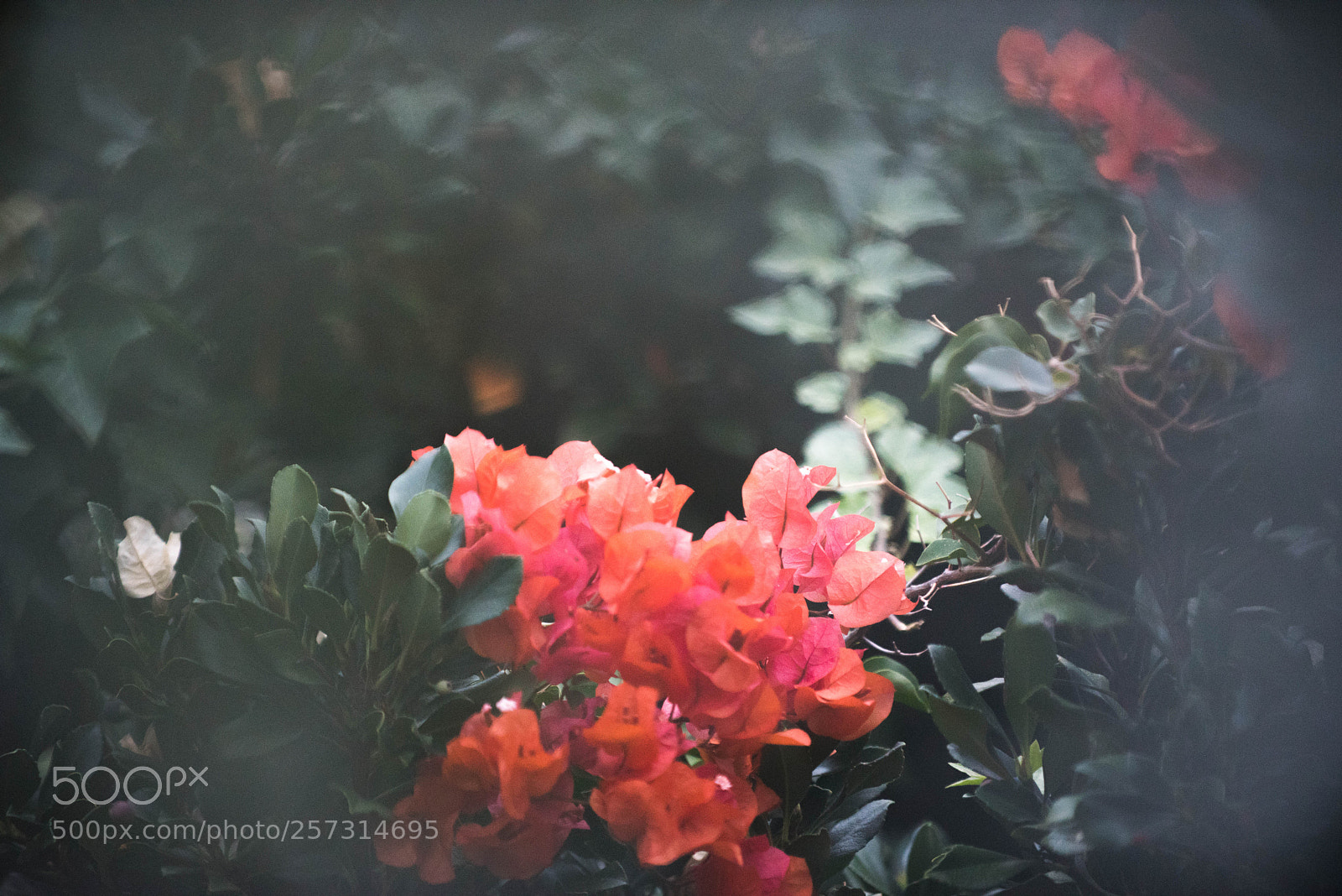 Nikon D750 sample photo. ......color photography