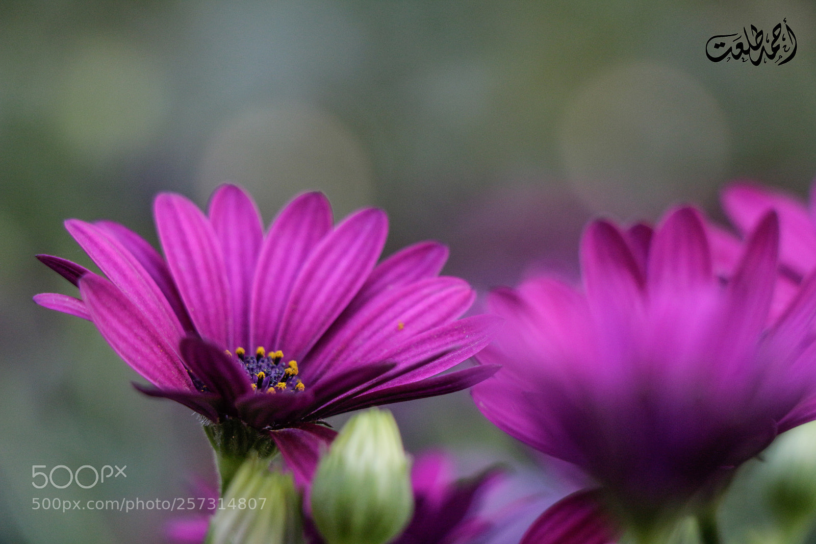 Canon EOS 700D (EOS Rebel T5i / EOS Kiss X7i) sample photo. Flower photography