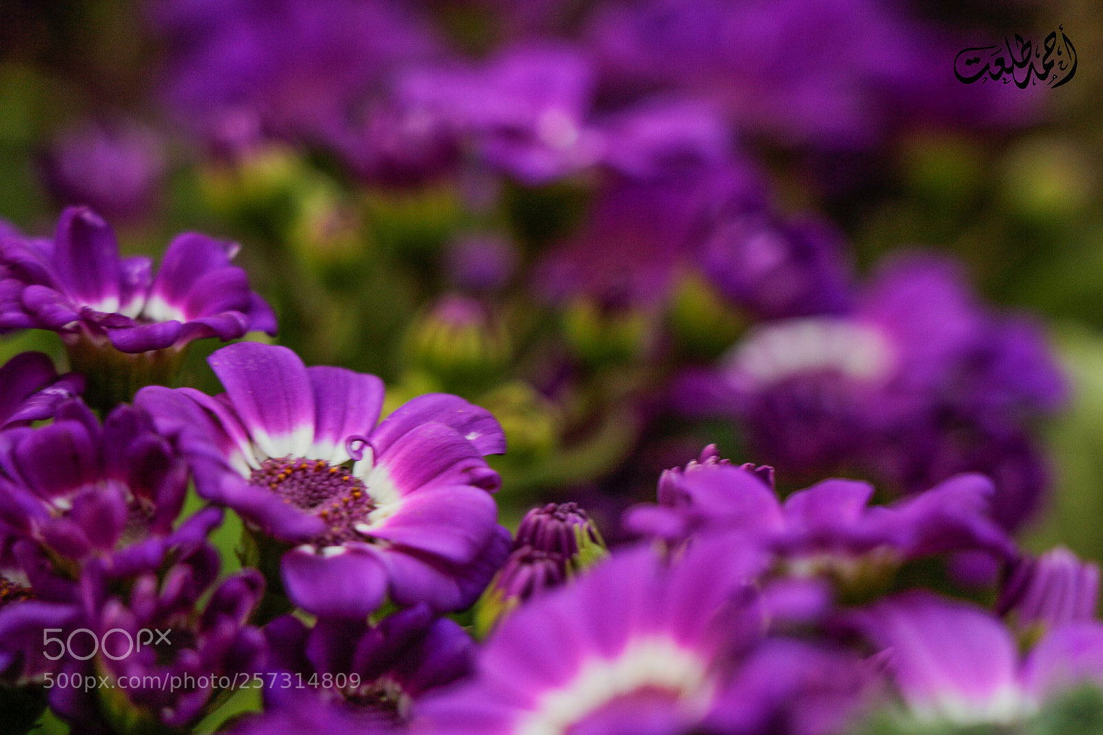 Canon EOS 700D (EOS Rebel T5i / EOS Kiss X7i) sample photo. Flower photography