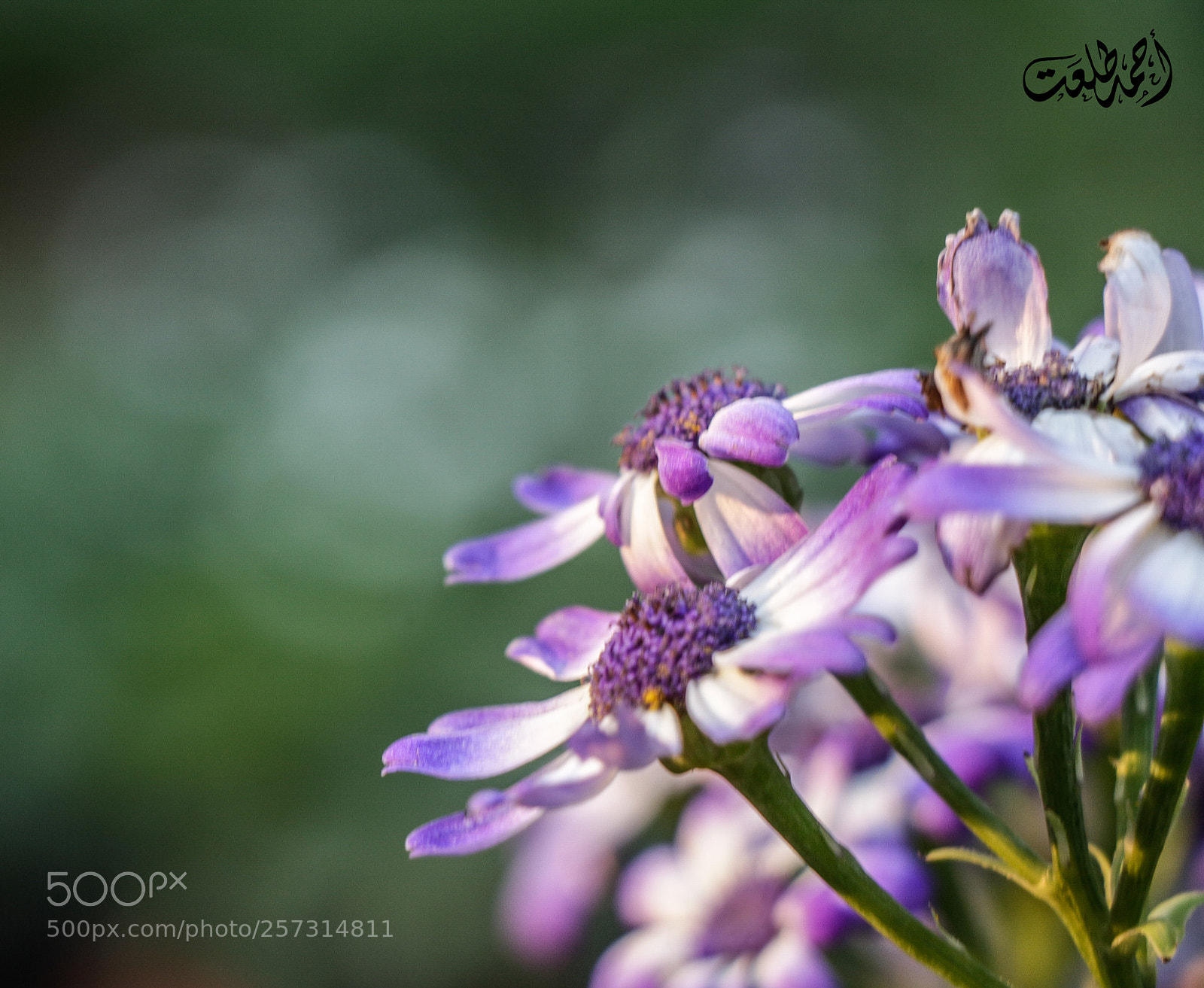 Canon EOS 700D (EOS Rebel T5i / EOS Kiss X7i) sample photo. Flower photography