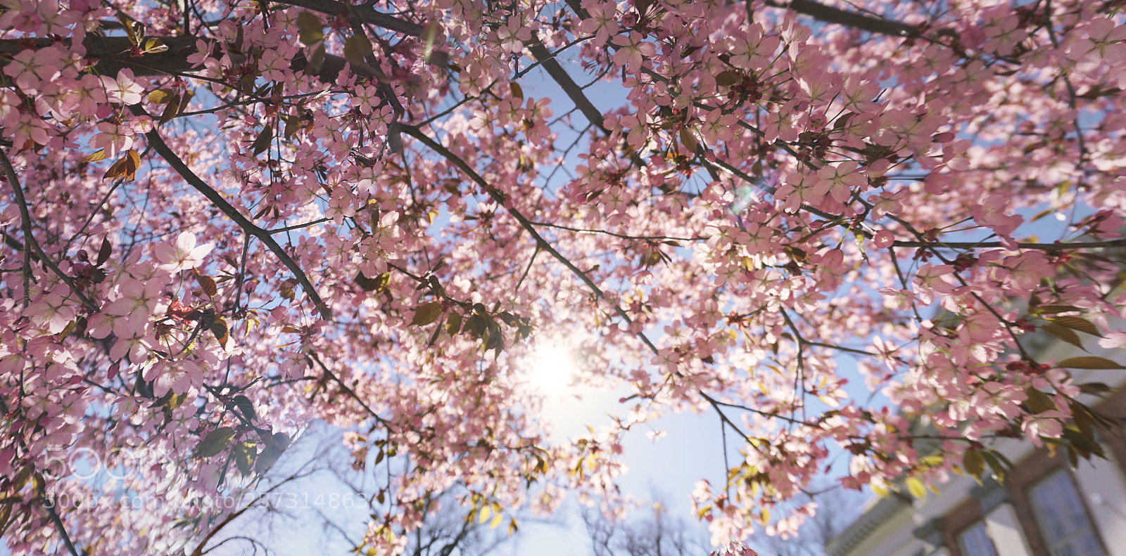 Sony a6300 sample photo. Sakura photography