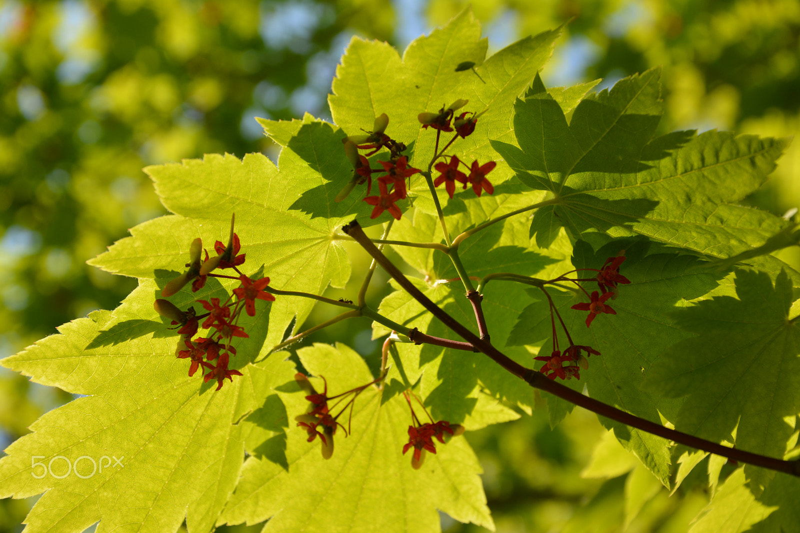 Nikon D5200 sample photo. Tree blossoms photography