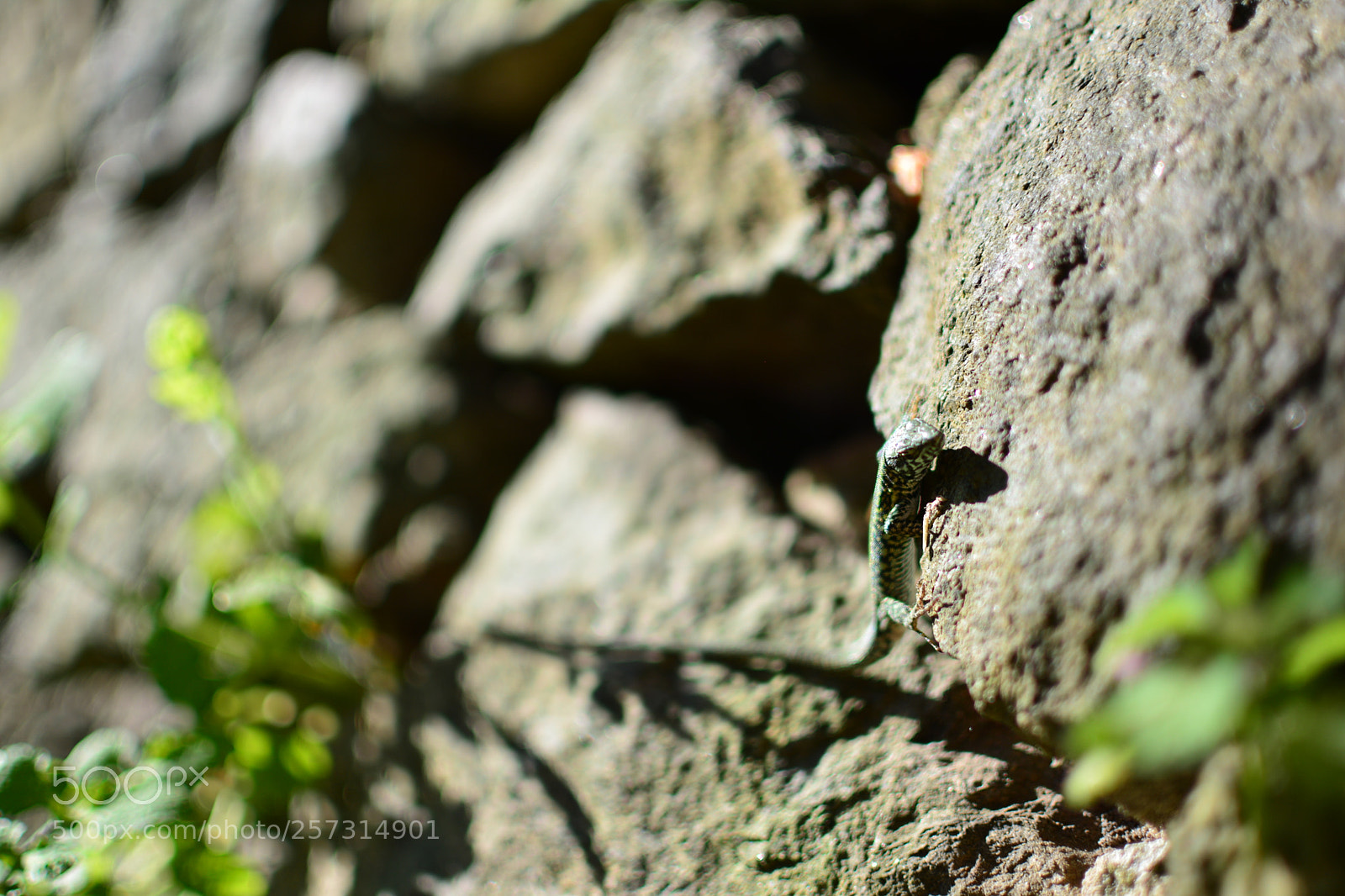 Nikon D5200 + Nikon AF-S DX Nikkor 35mm F1.8G sample photo. Sonnenbad photography