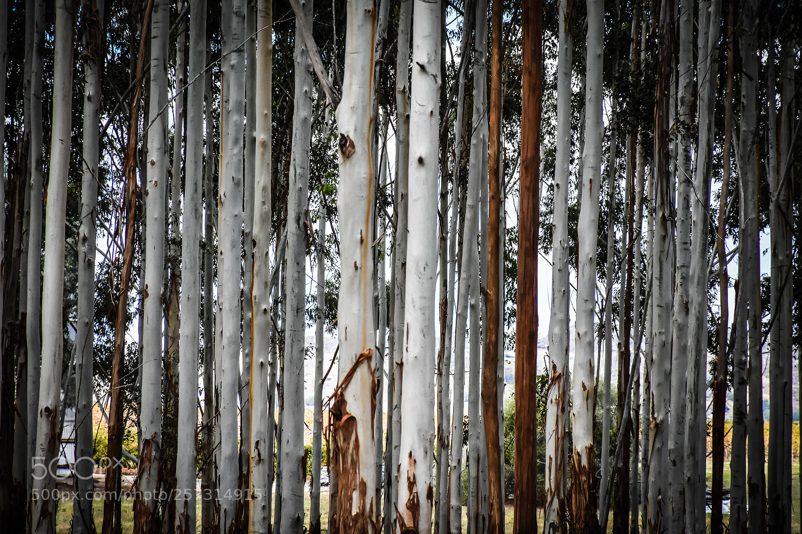 Nikon D7200 sample photo. Untitled photography