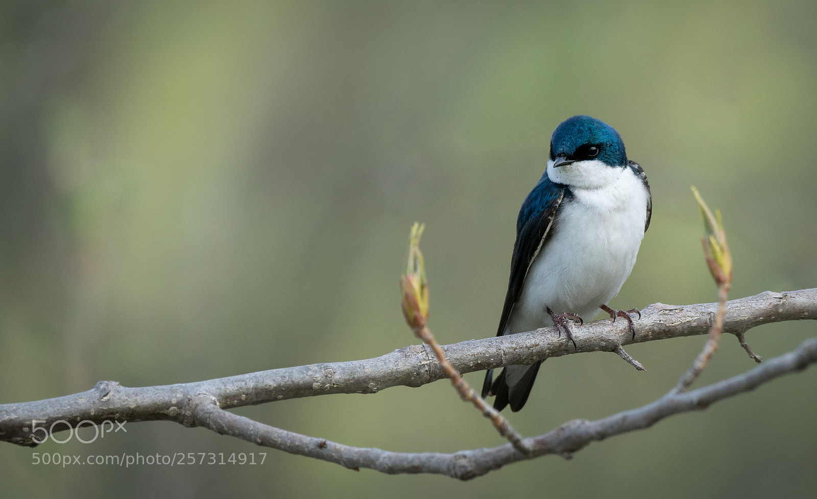 Sony a6300 sample photo. Tree swallow composition photography