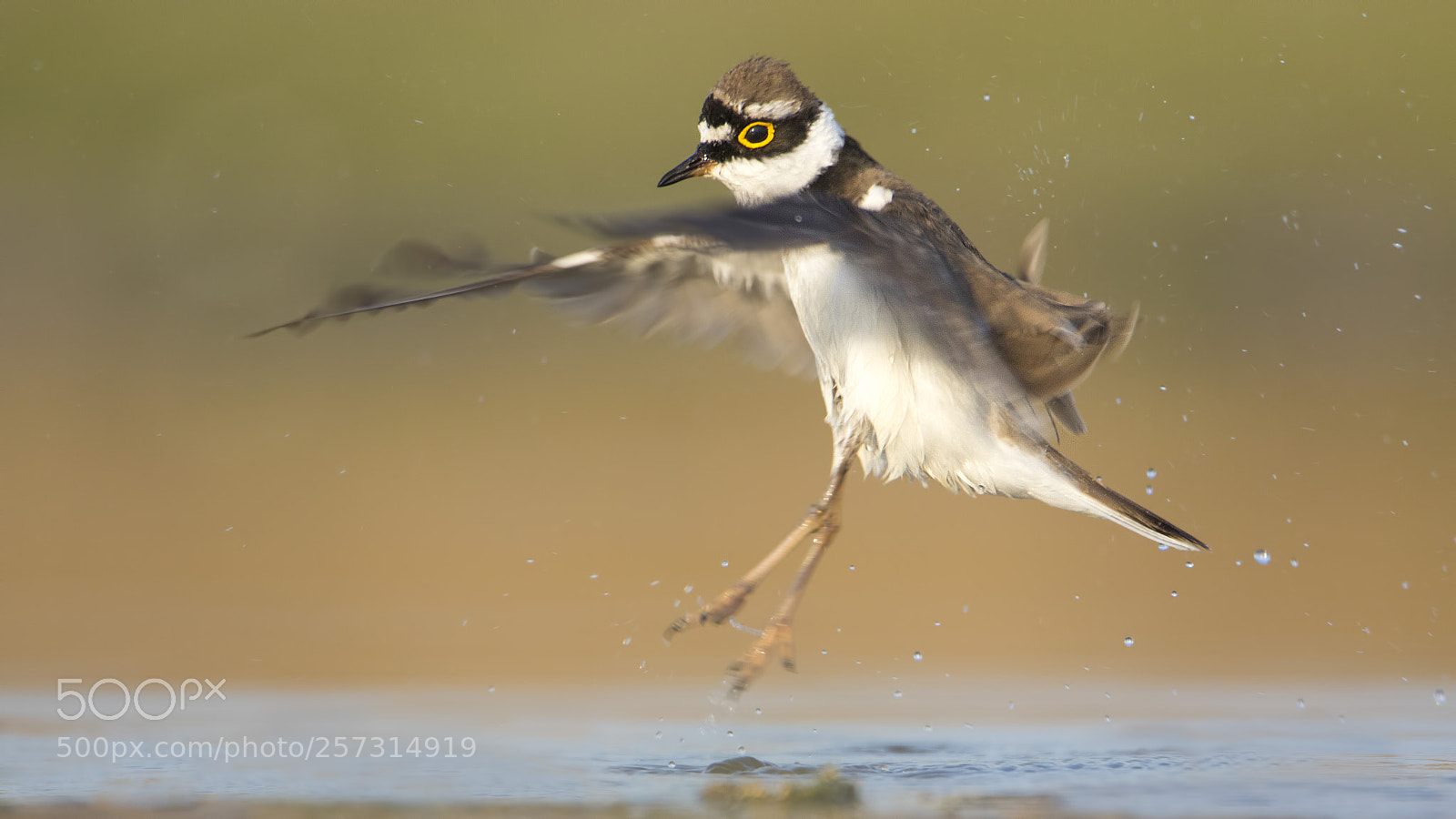Canon EOS 7D Mark II sample photo. Little ringed plover photography