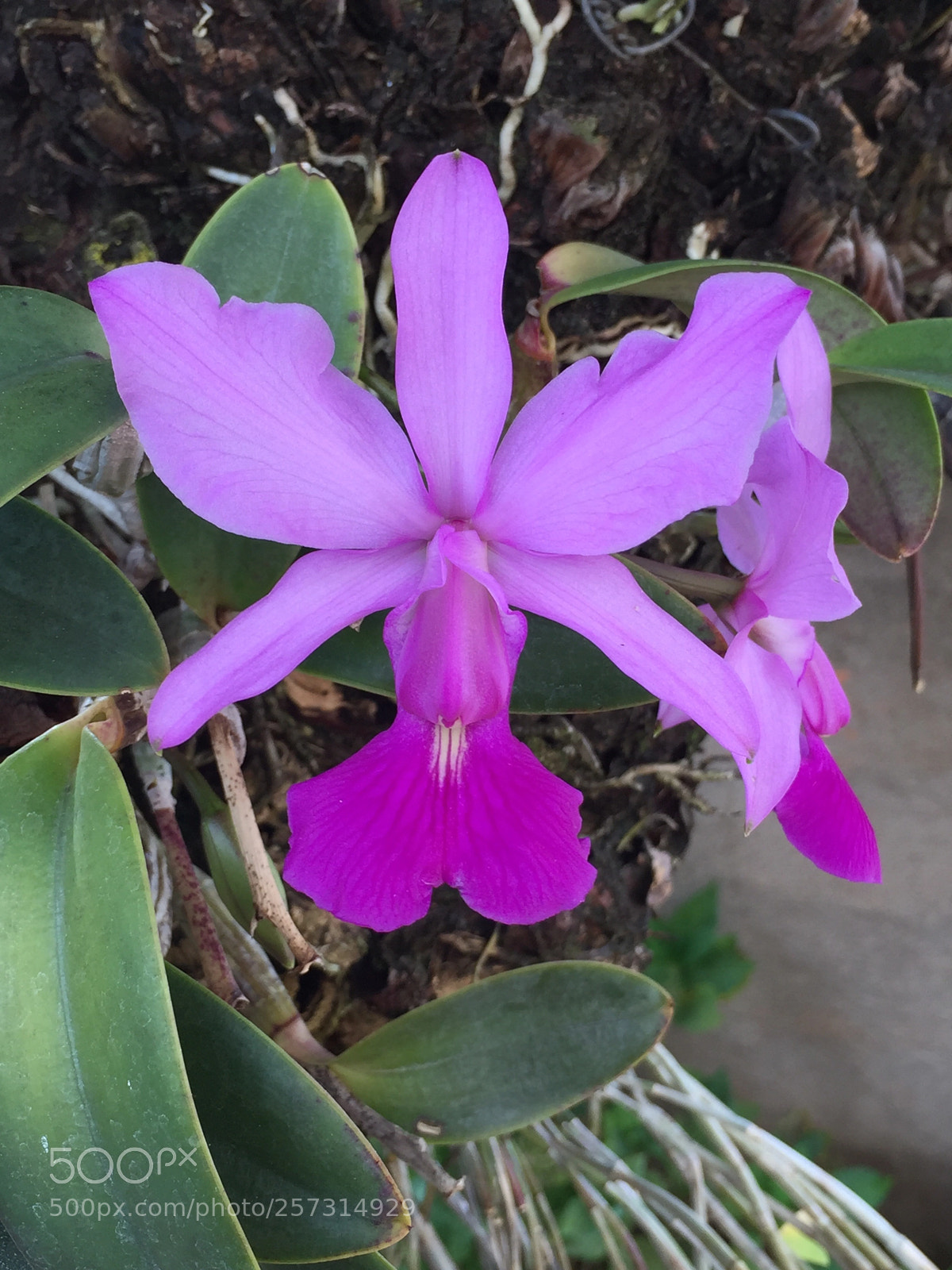 Apple iPhone 6 sample photo. Orquídea  photography