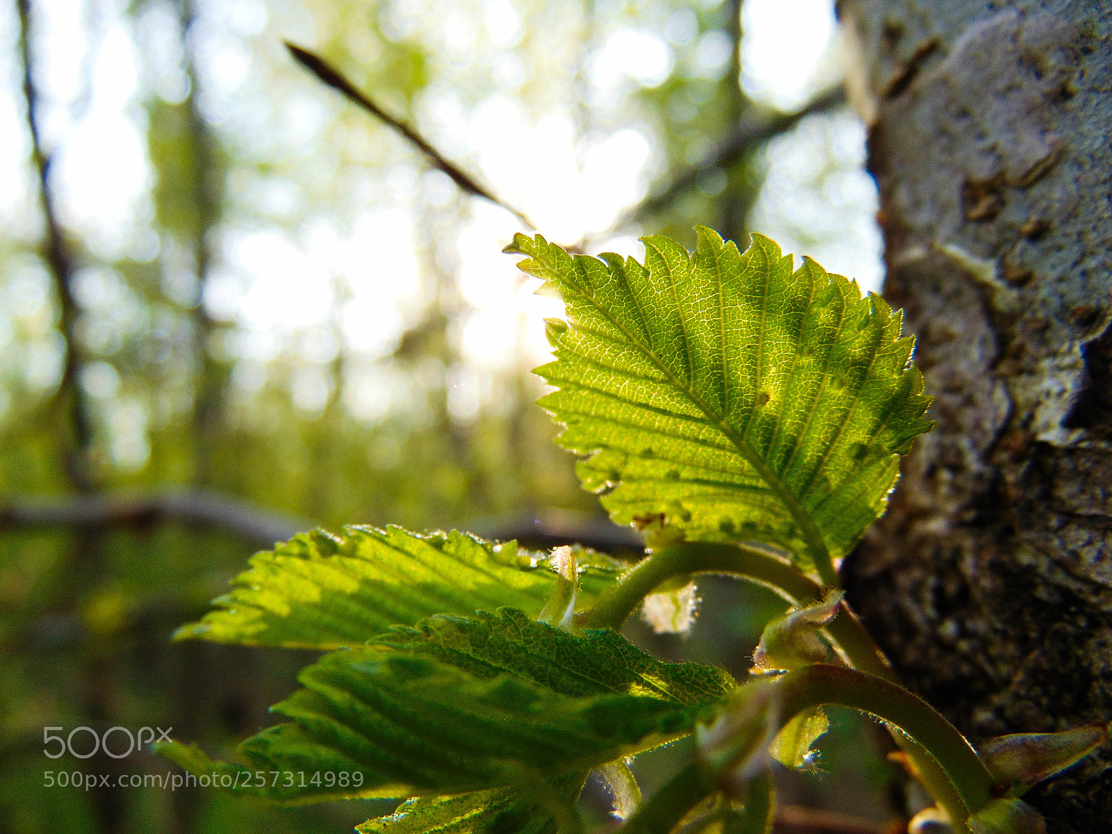 Sony Cyber-shot DSC-H300 sample photo. Wonders of spring photography